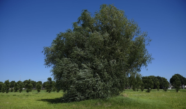 <p>De Schietwilg van de Kamperweg in Ens, provinciaal winnaar Boom van het Jaar 2020</p>