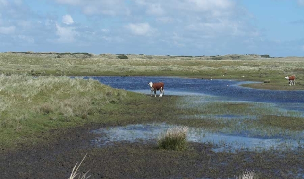 Ameland - Roosduinen