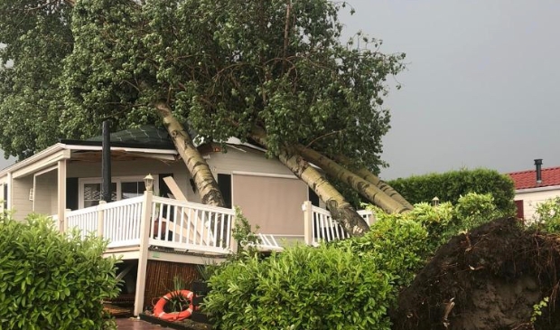 <p>Vier bomen op een chalet.</p>