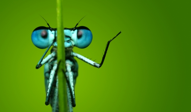 <p>Azuurwaterjuffer</p>
