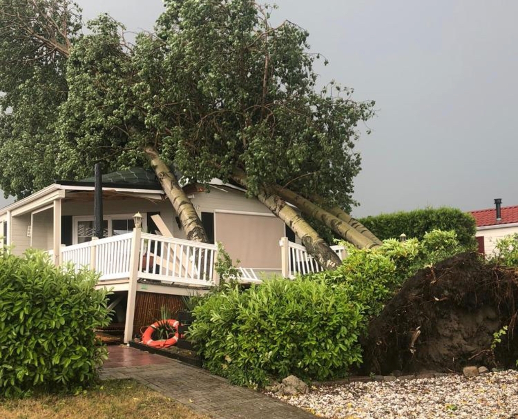 Vier bomen op een chalet.