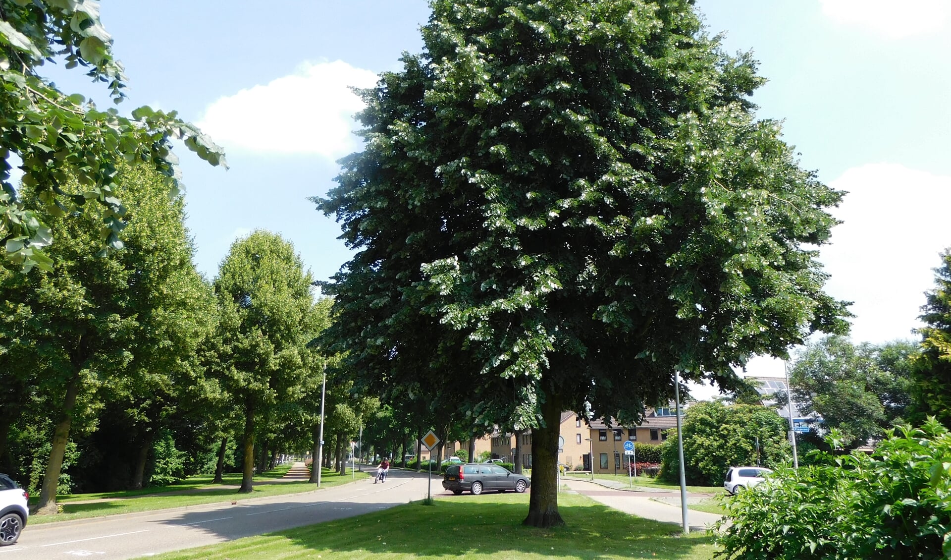 De zilverlinde in Dronten-zuid.