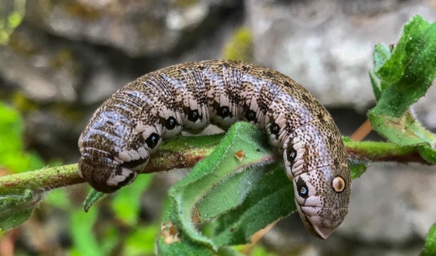 De rups van de teunisbloempijlstaart.