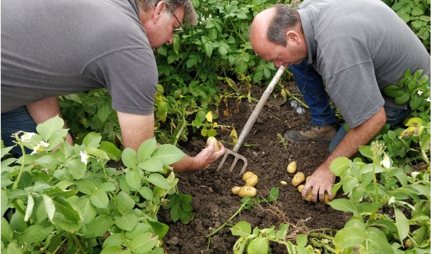 <p>Robuuste aardappelen</p>