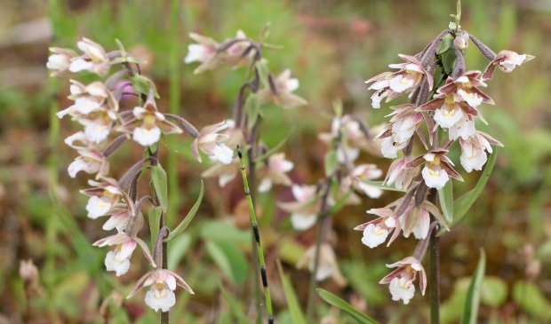 Moeraswespenorchis