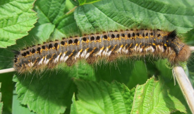 De rups van de rietvink.