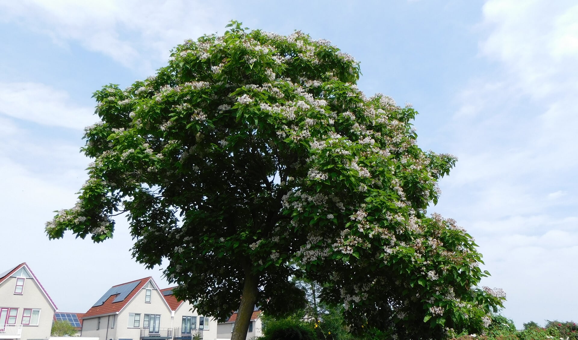 Een boom vol met witte bloemen.