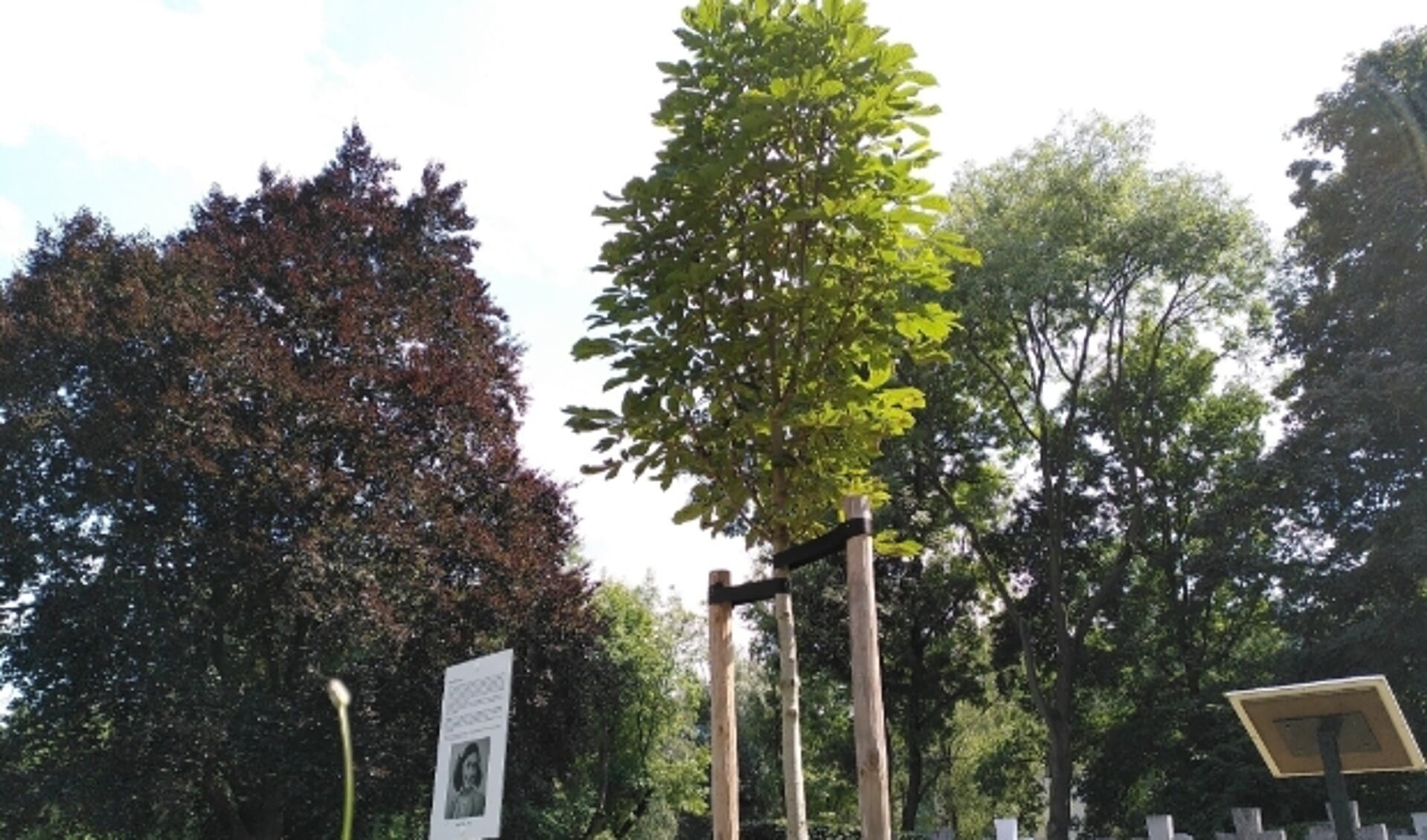 De vele herdenkingsbomen zijn onder andere geplant ter ere van hoogtijdagen van ons Koningshuis, de zogenaamde koningslindes. 