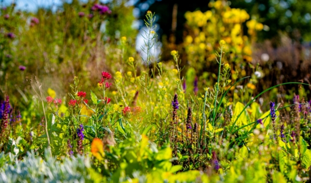 Bloementuin