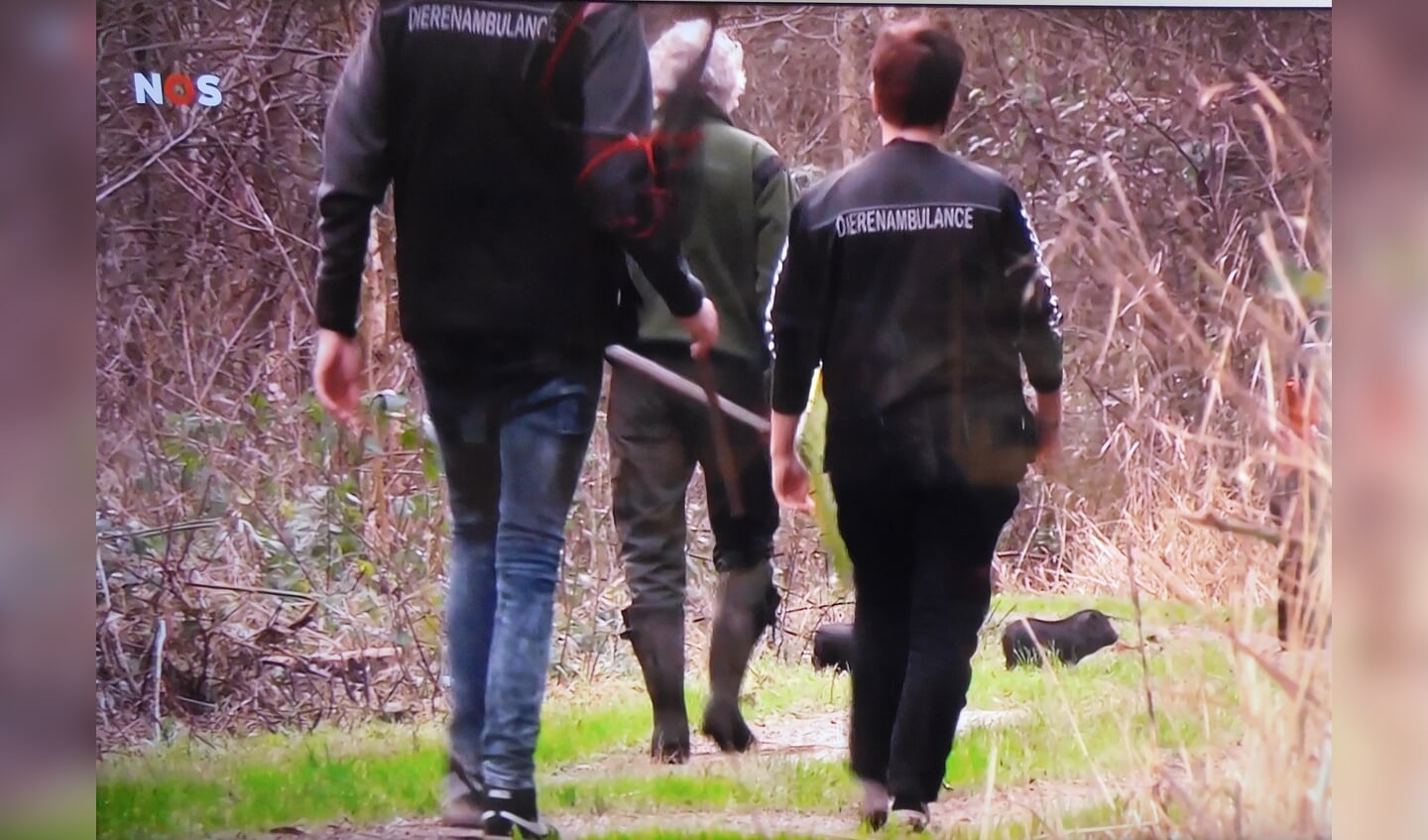 De boswachter en medewerkers van de dierenambulance proberen de hangbuikzwijntjes te vangen
