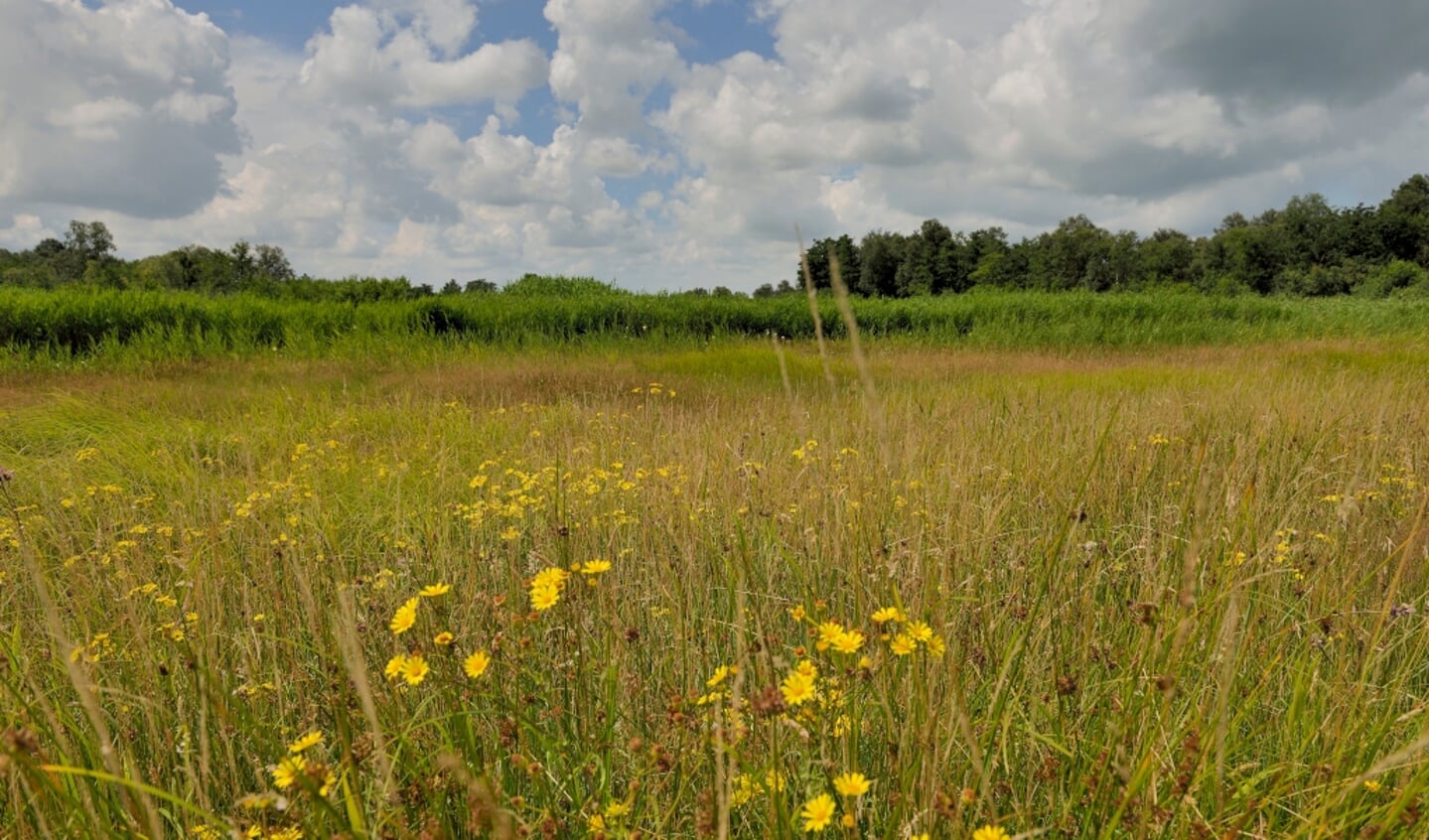 Een voorbeeld van een bloemrijk natte hooilandperceel in De Weerribben. Een toekomstbeeld van de nu afgeschraapte natte hooilanden