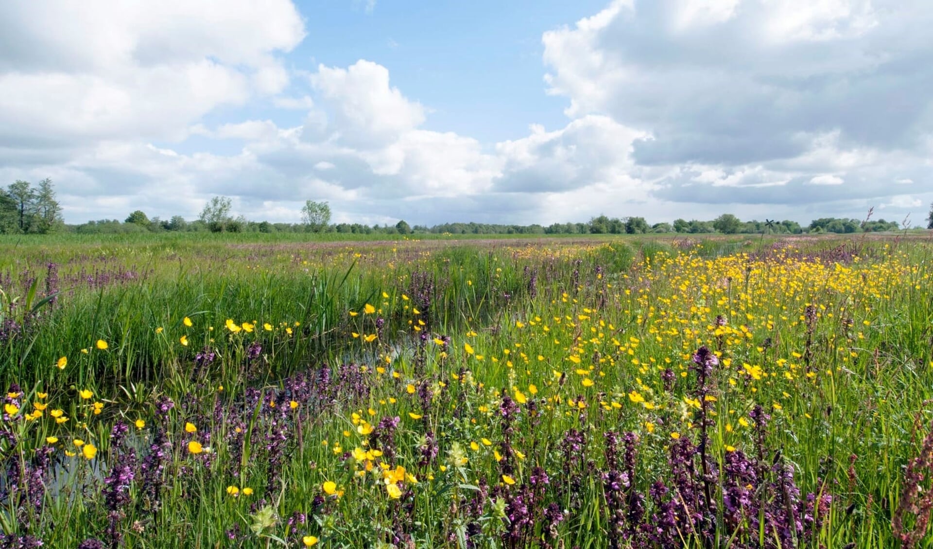 Bloemrijk grasland in Belt-Schutsloot 