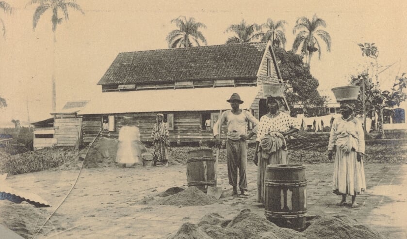 Tot slaafgemaakte mensen 'poseren' op plantage Peperpot 1891 eigendom Vos van Steenwijk uit Overijssel