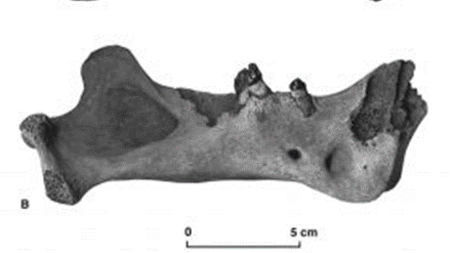 Fossiel van een sabeltandtijger