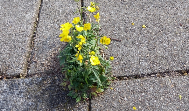 <p>Stoepplantjes</p>