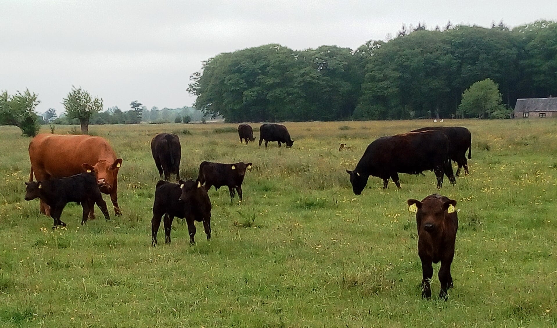Koeien bij Hoonhorst.