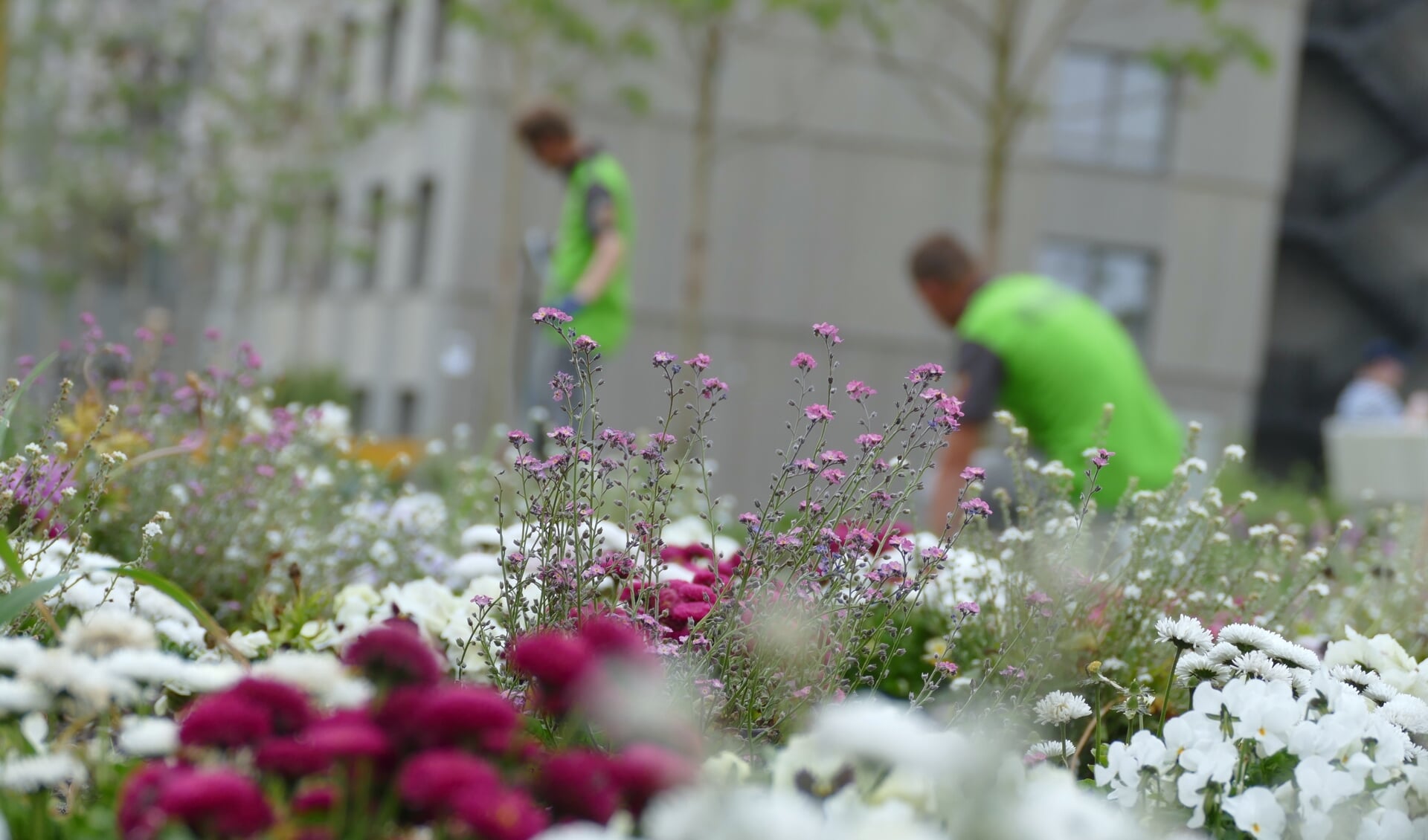 Wow-zone in Floriade wordt herbeplant met eenjarige zomerbloemen 