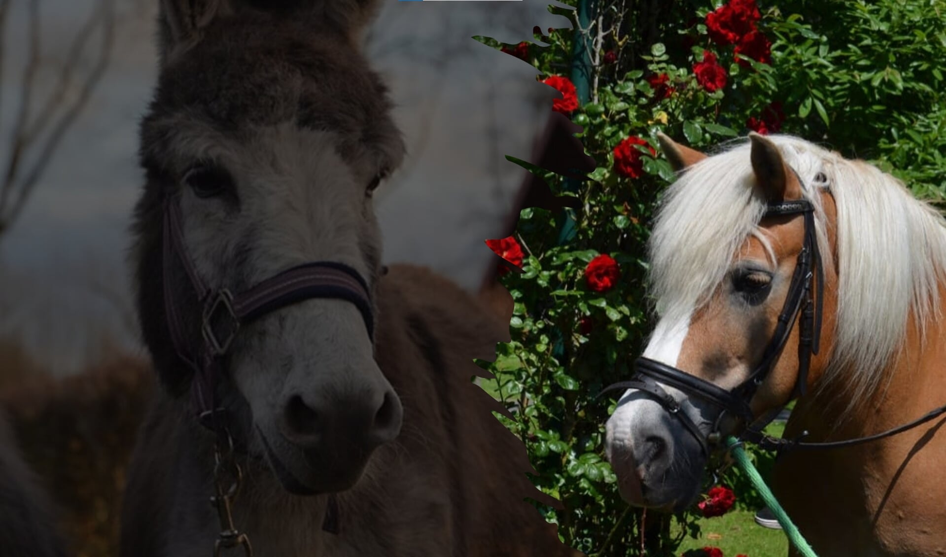 Dag van het paard en de ezel bij kinderboerderij cantecleer 