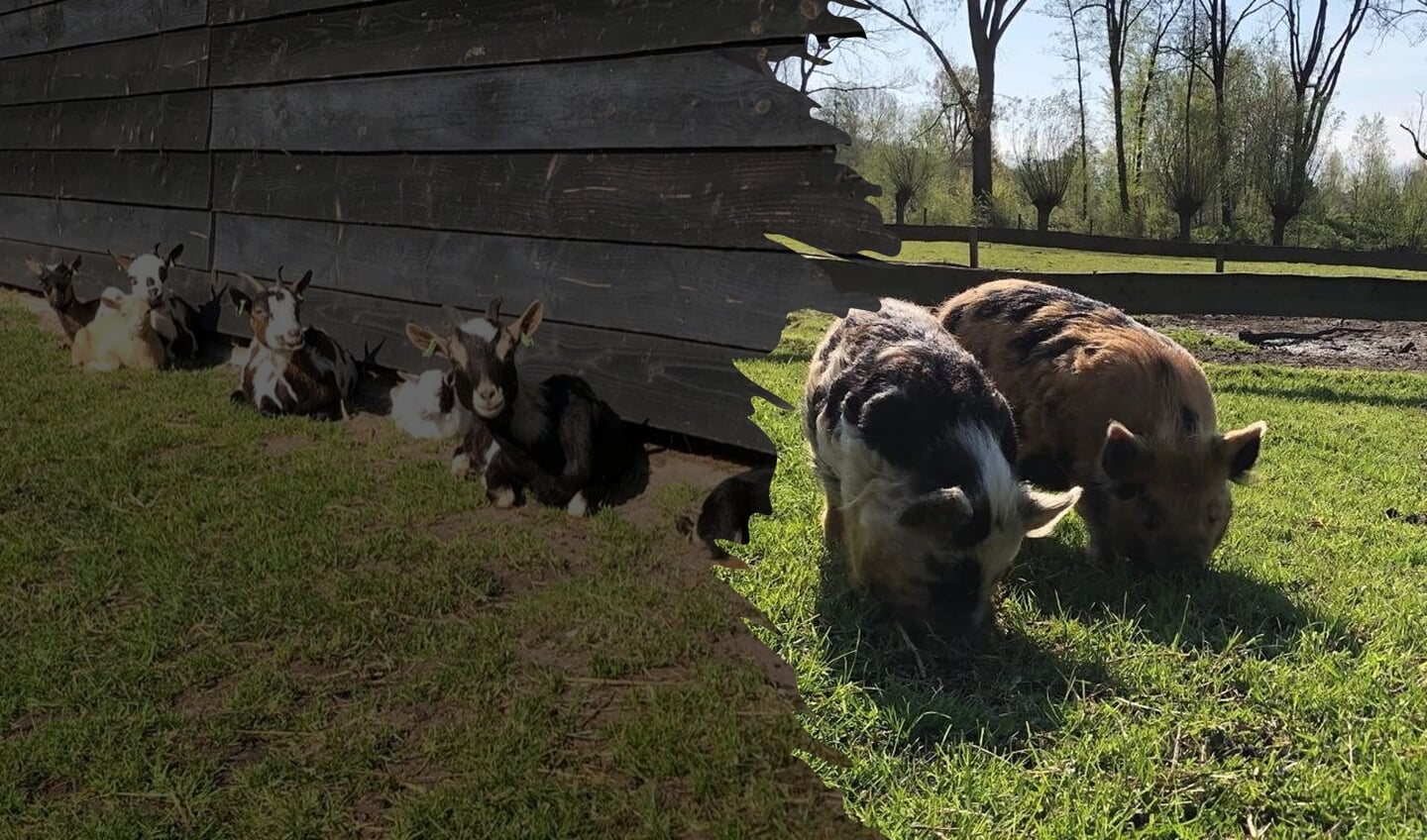 Dag van de geit en het varken bij kinderboerderij cantecleer 