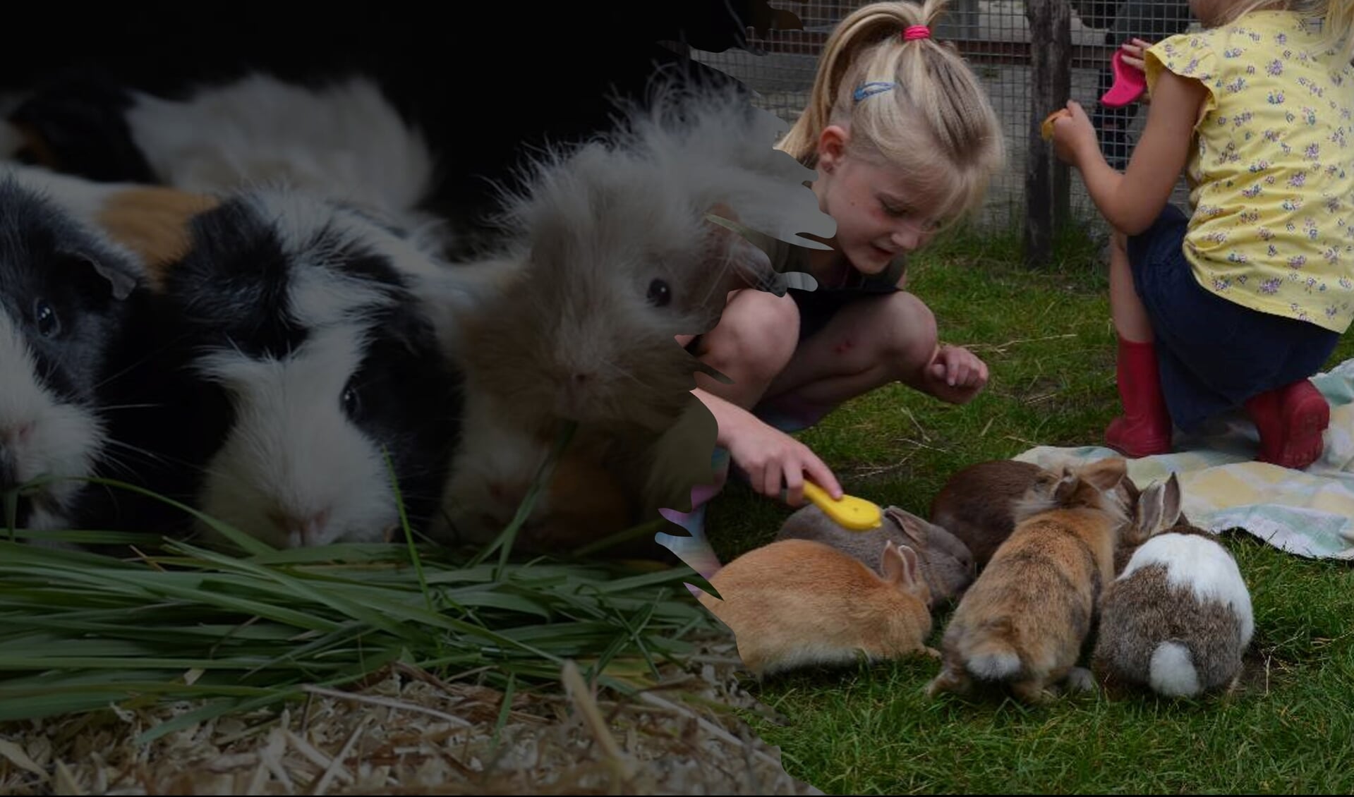 Dag van het konijn en cavia bij kinderboerderij cantecleer woensdag 17 augustus 2022 13.30-15.30