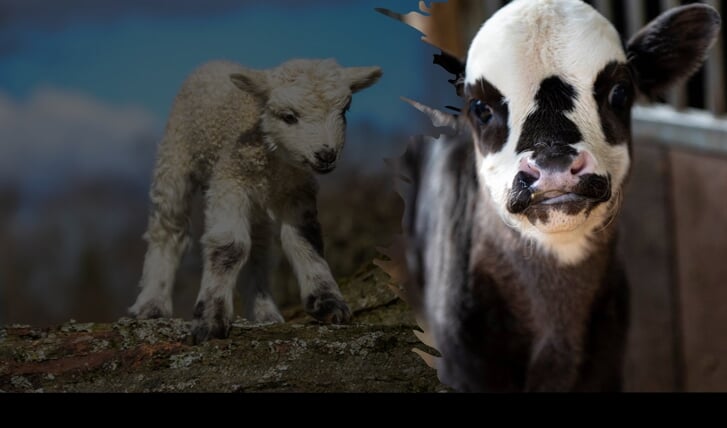 Dag van het schaap en de koe bij kinderboerderij cantecleer 