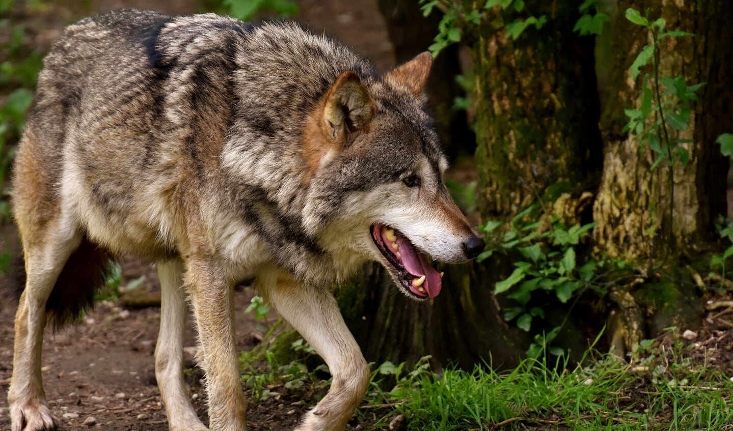 Ronald Wilfred Jansen: "De angst voor de wolf moet wel genuanceerd worden"