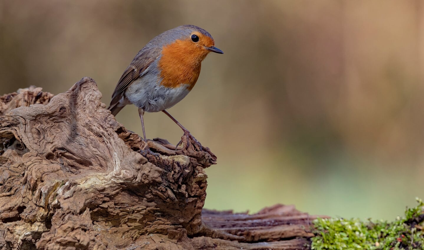 Roodborst in het voorjaar