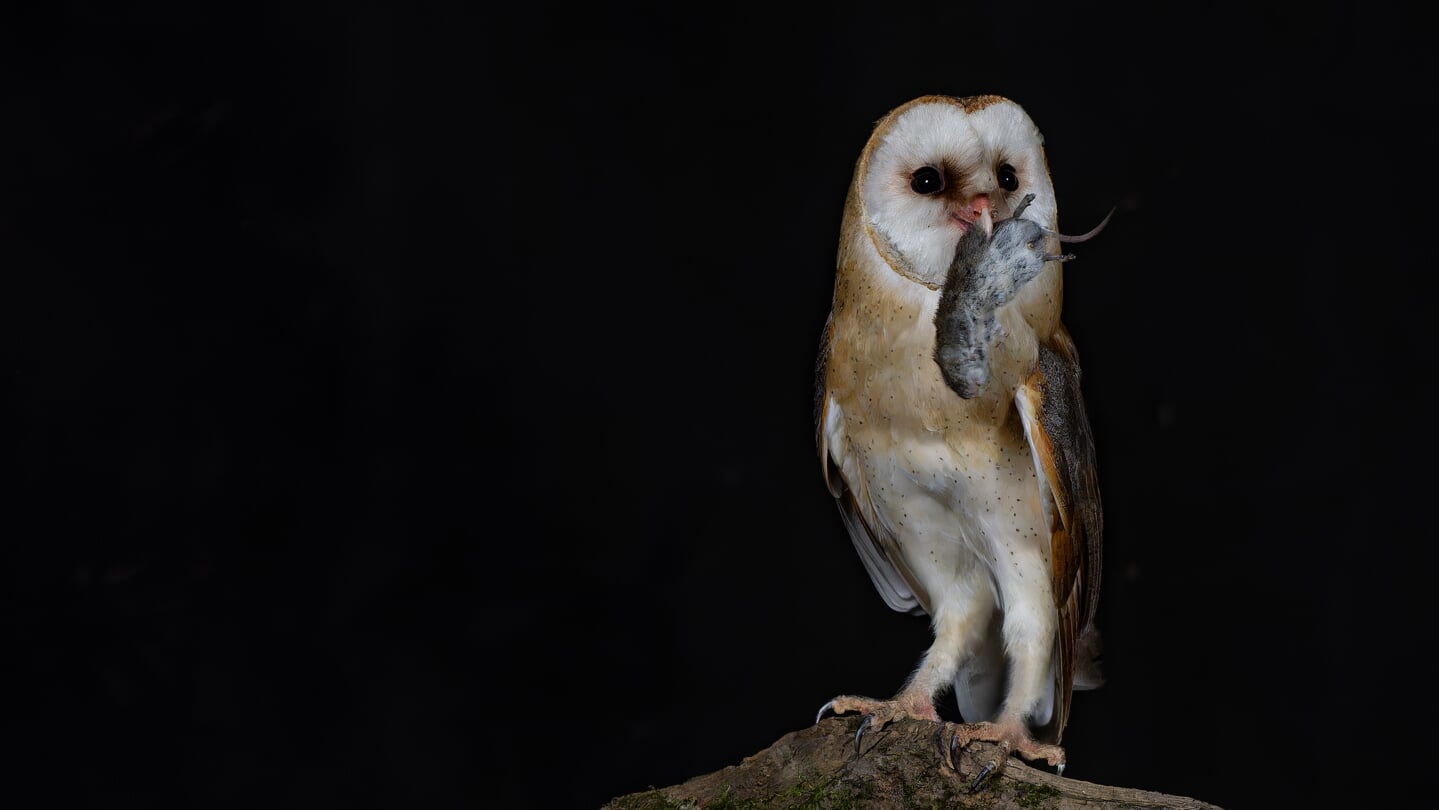 Kerkuil verschalkt een muis