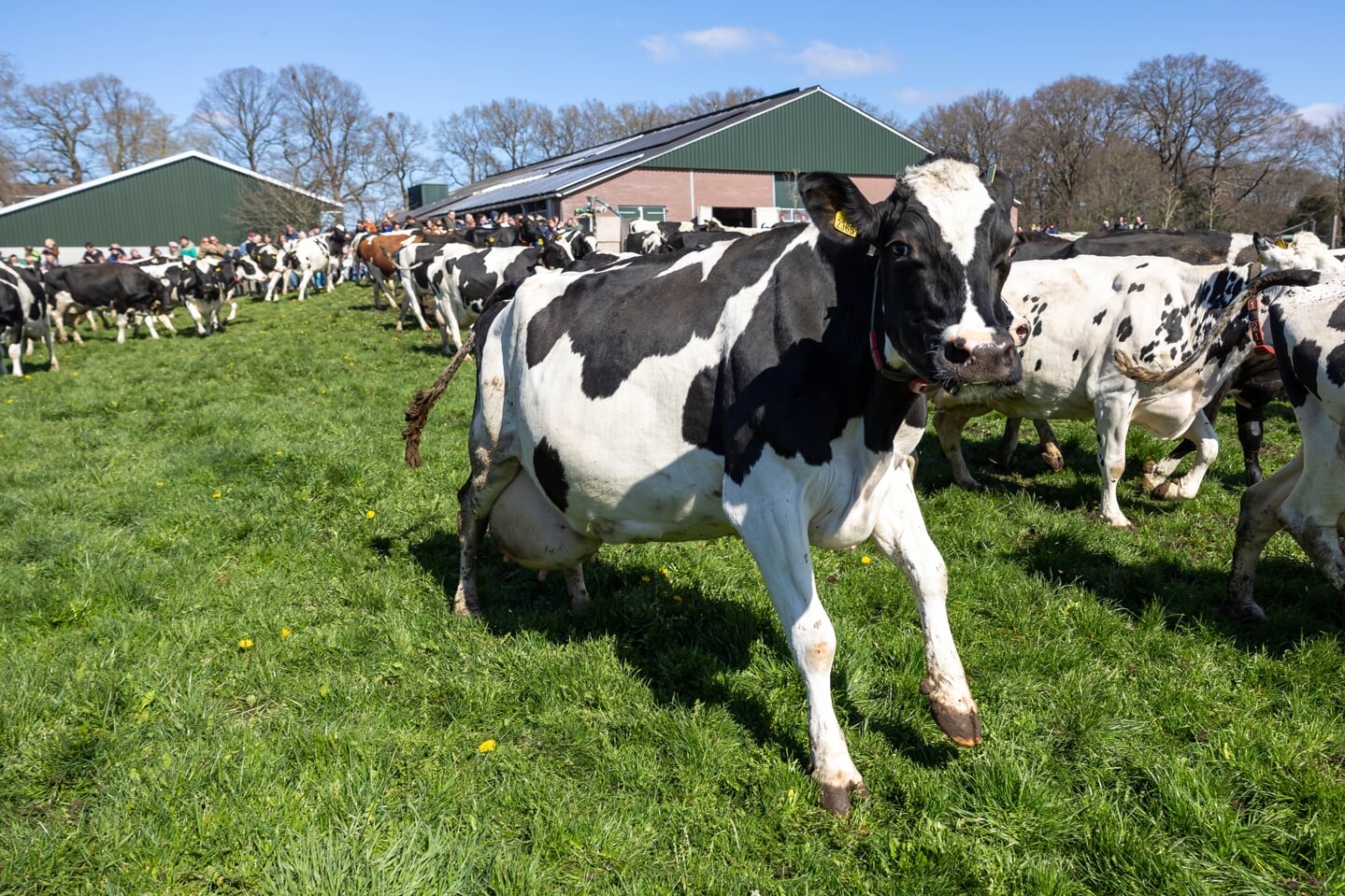 ZWOLLE - Bij biologisch melkveehouder Harold van Vilsteren gaan de koeien weer van stal de weide in.