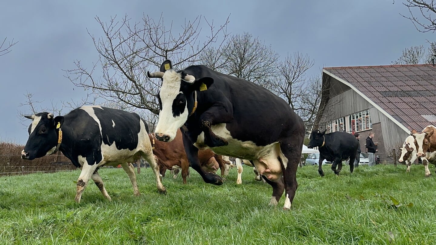 Feest bij de Warmonderhof.