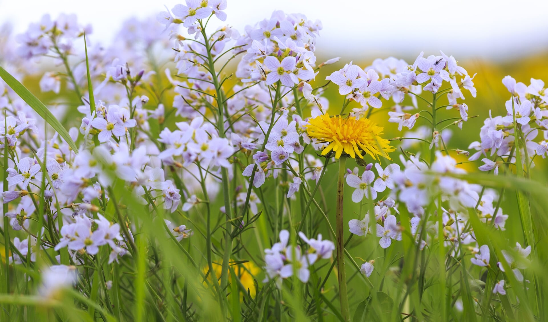 Pinksterbloem (Cardamine pratensis), Kruisbloemen (Brassicaceae), Brassicales, Tweezaadlobbigen (Magnoliopsida), flora - Kievitslanden, Dronten, Flevopolder, Flevoland, Nederland, Europa