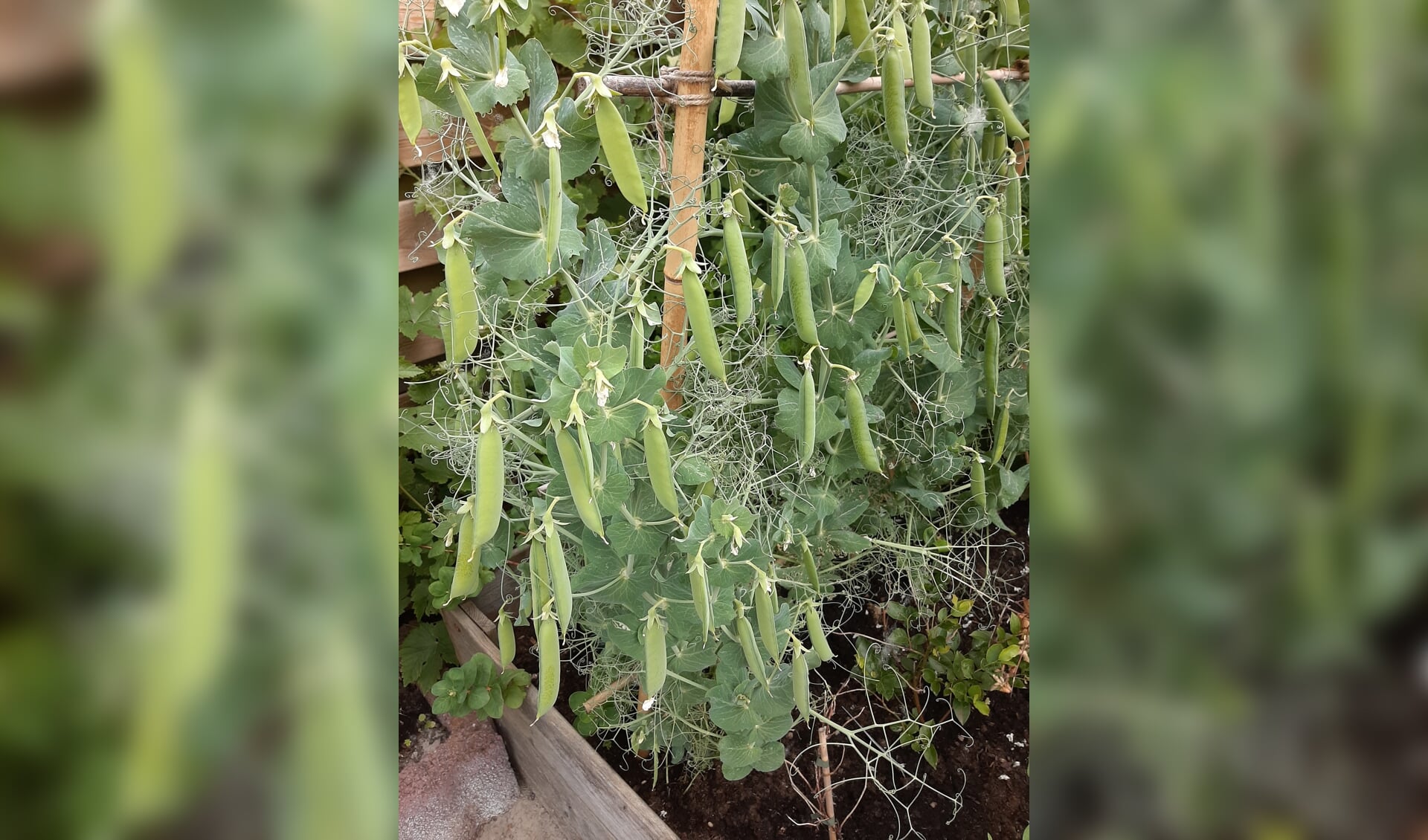 Een eigen moestuin; Alex oefende er in Kampen al mee, maar straks heeft hij een immense moestuin voor eigen biologische teelt (foto: Attest Communicatie)