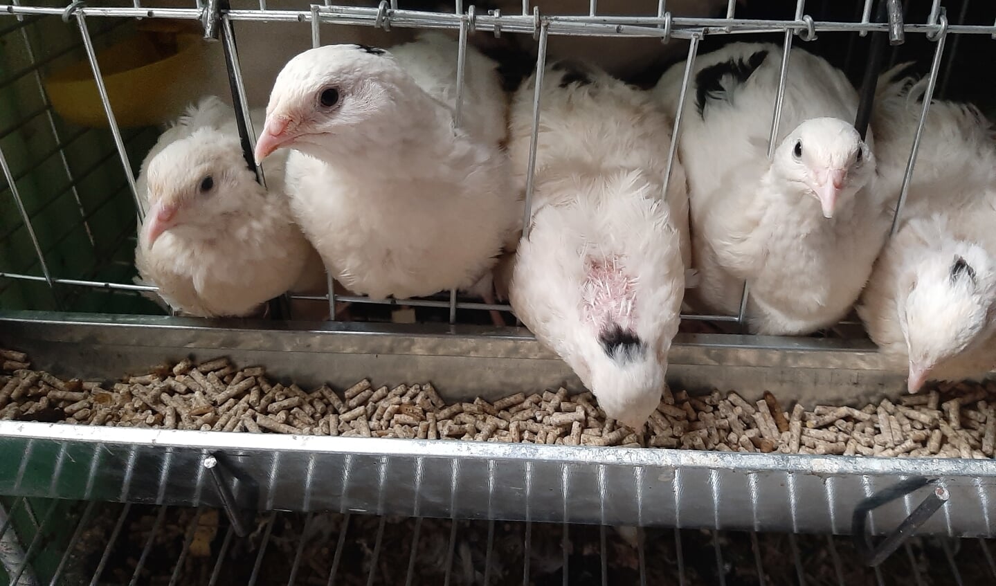 Kwartels en andere kleine dieren; in Bulgarije hebben Alex en Elise straks een kleine boerderij (foto: Attest Communicatie)