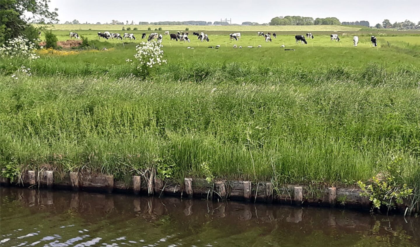 Het land van Jaap Bos met op de achtergrond de Reevedijk