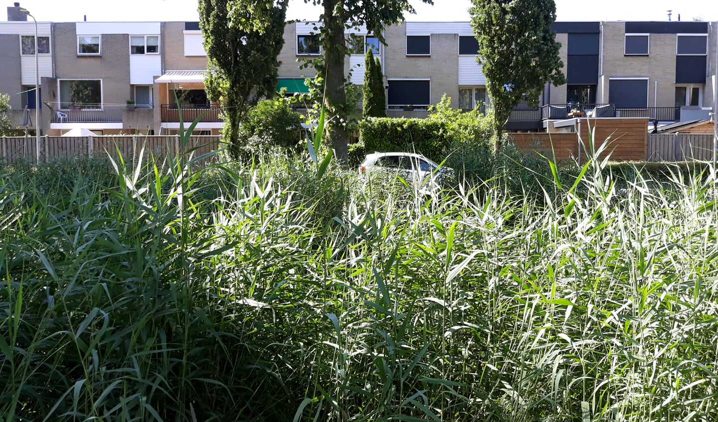 De hoge rietkragen ontnemen het zicht op het autoverkeer over de Kalmoessingel