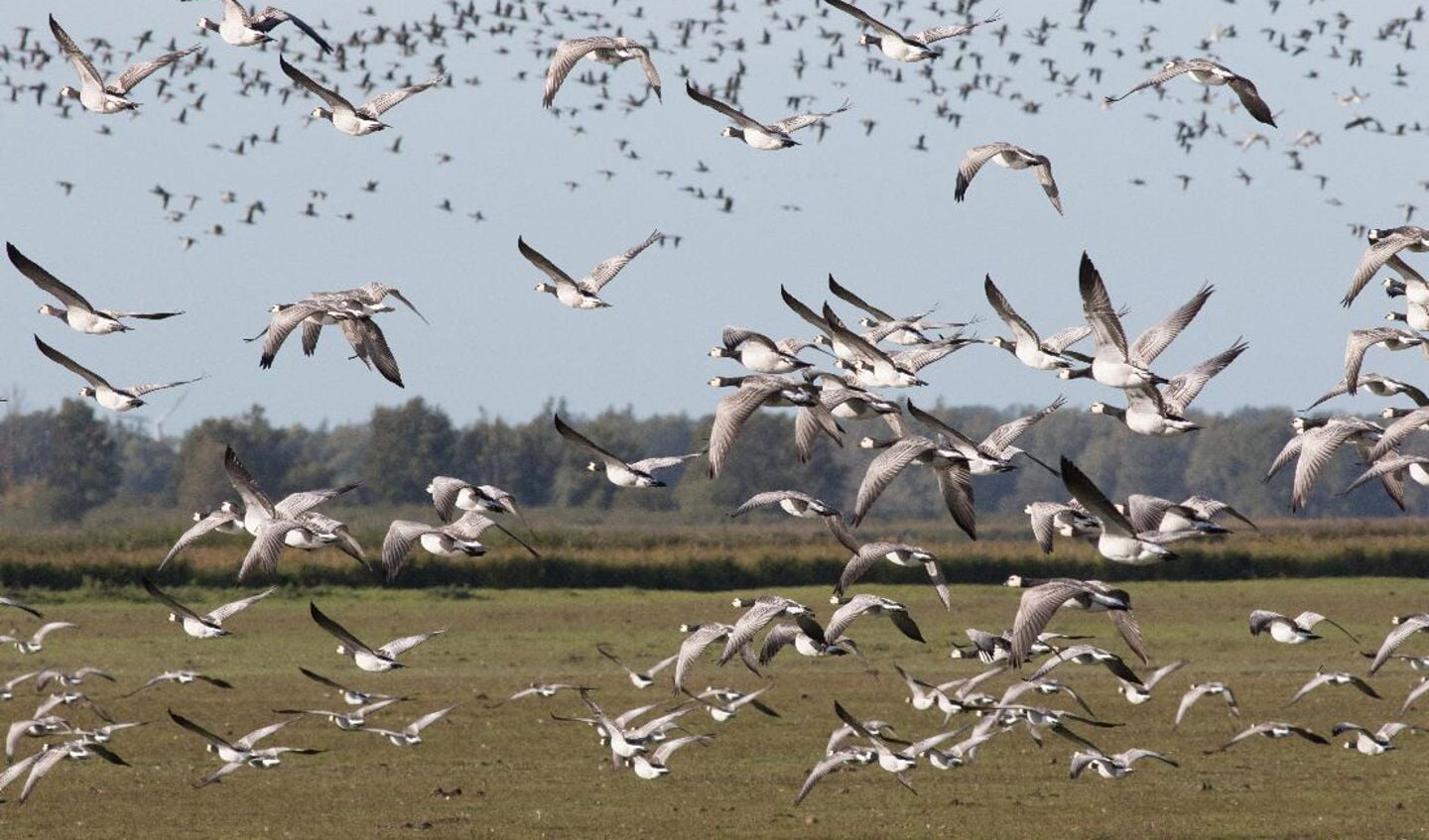 Vogels bij het Lauwersmeer