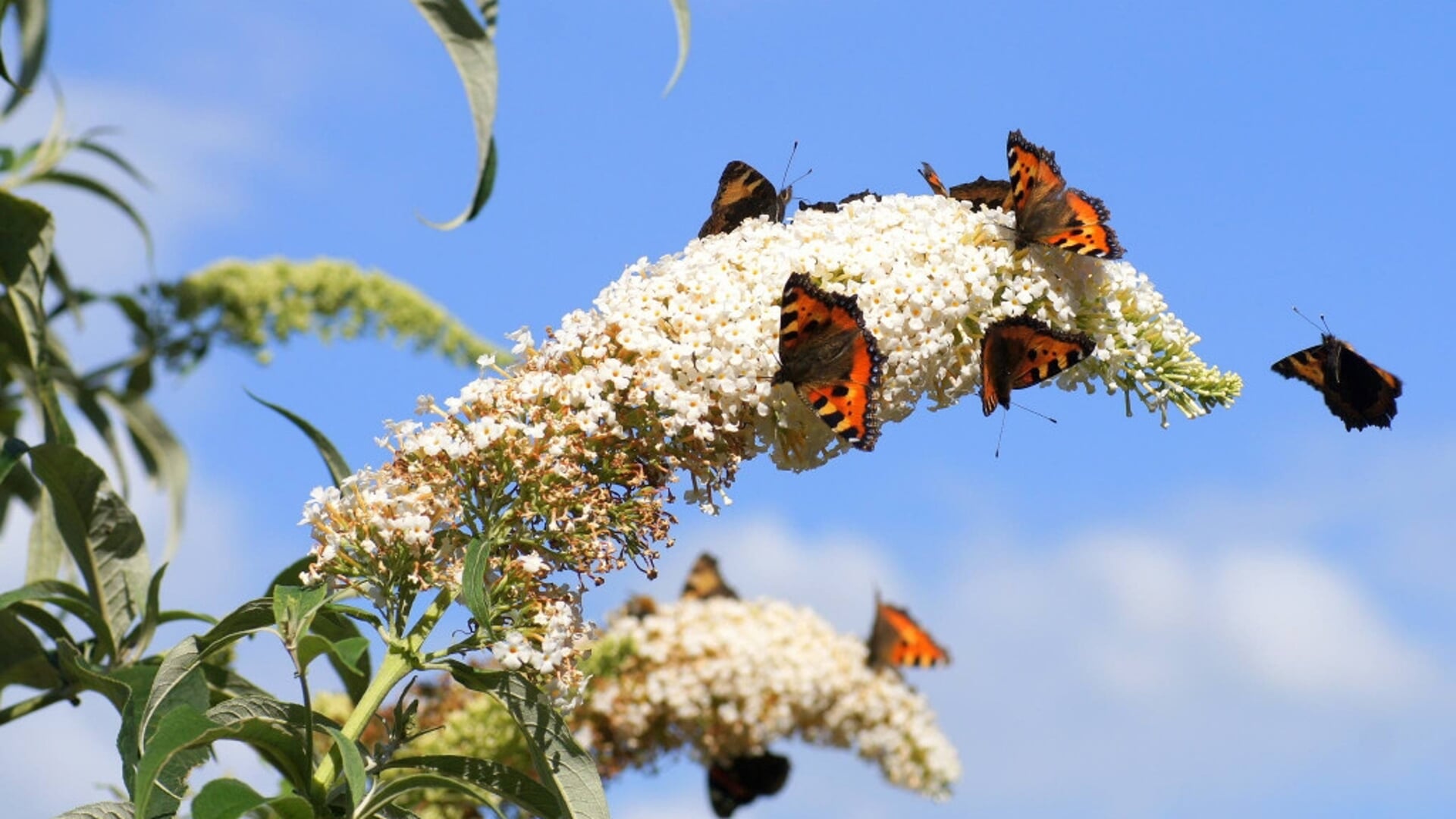 Het aantal vlinders is afgenomen de laatste decennia. 