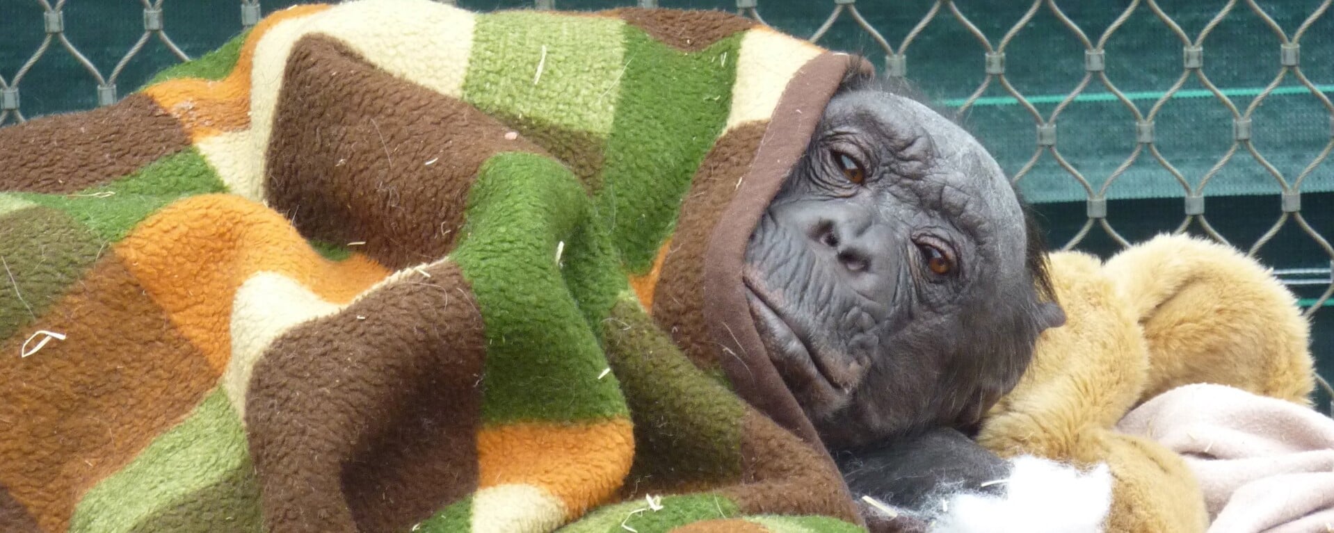 Chimpansee Fiffy onder haar deken