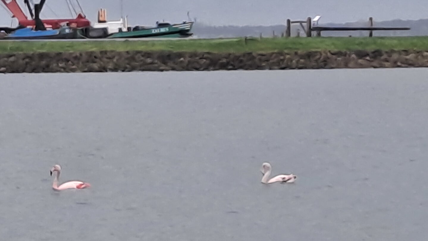 De flamingo dobbert met een soortgenoot weer op het Wolderwijd