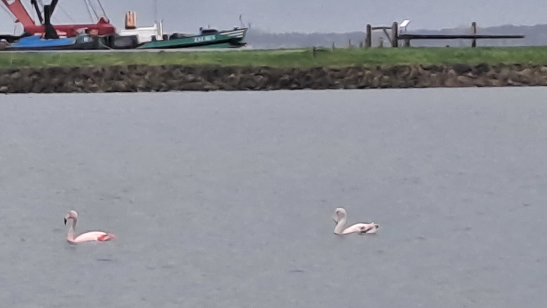 De flamingo dobbert met een soortgenoot weer op het Wolderwijd