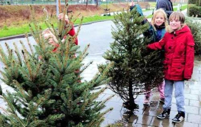 0,50 cent voor elke ingeleverde kerstboom