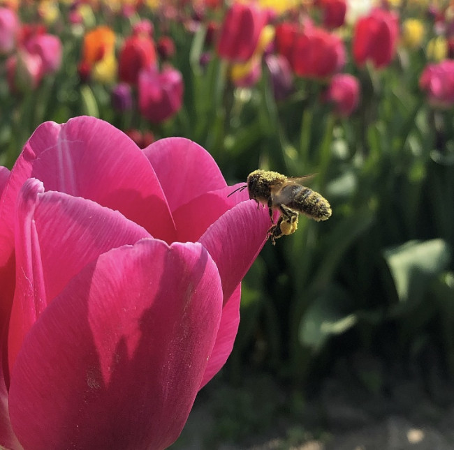 De winnende foto