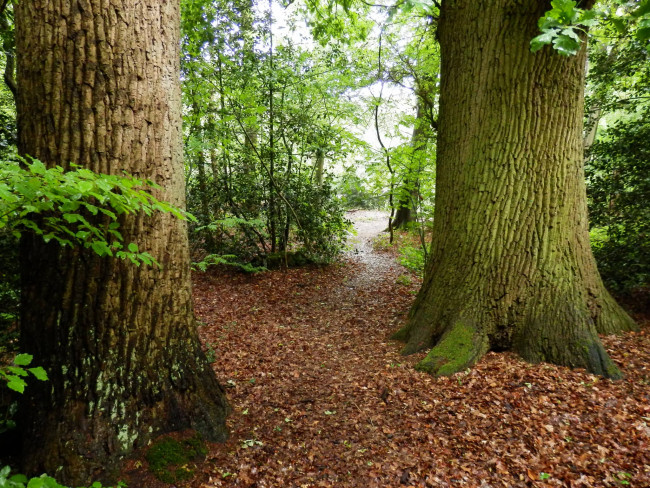 IVN wandelt op de Veluwe