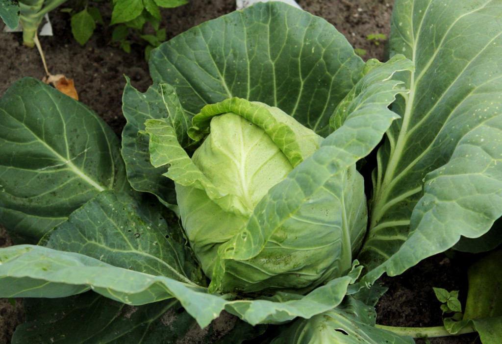 Moestuincursus van Groei&Bloei