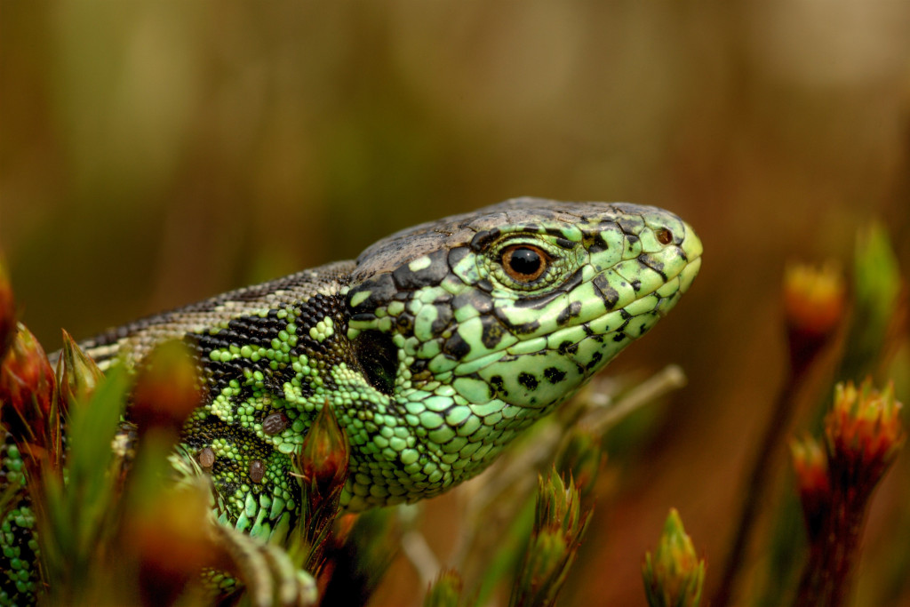 zandhagedis, https://brugnieuws.nl/uploads/5e900435de402e1f05b0ac61f9c4f5604e10388d.jpg