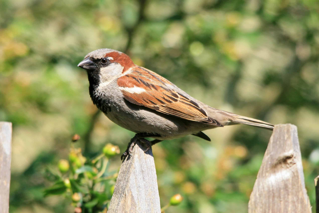 Meer vogels in de tuin?