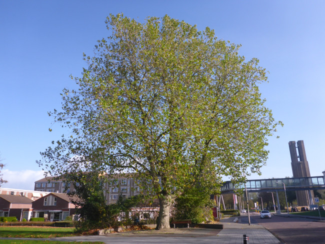 Plataan bij woonzorgcentrum De Regenboog.