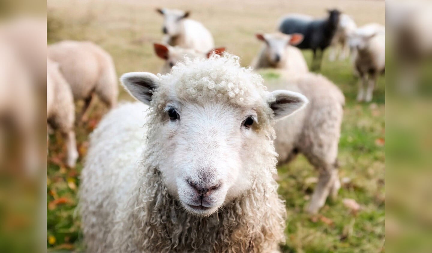 Waterschap: 'Tijdelijk geen schapen op droge dijken'