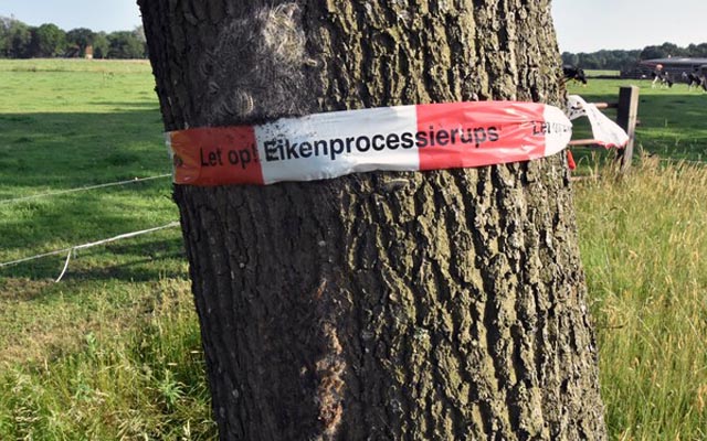 PVV Overijssel roept provincie op overlast eikenprocessierups aan te pakken