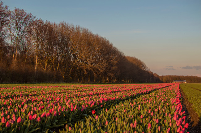 De eerste tulpen zal al uitgekomen bij Swifterbant.
